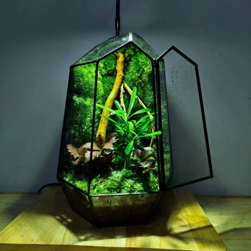 Modern Geometric Glass Terrarium Table Lamp with Indoor Mini Garden